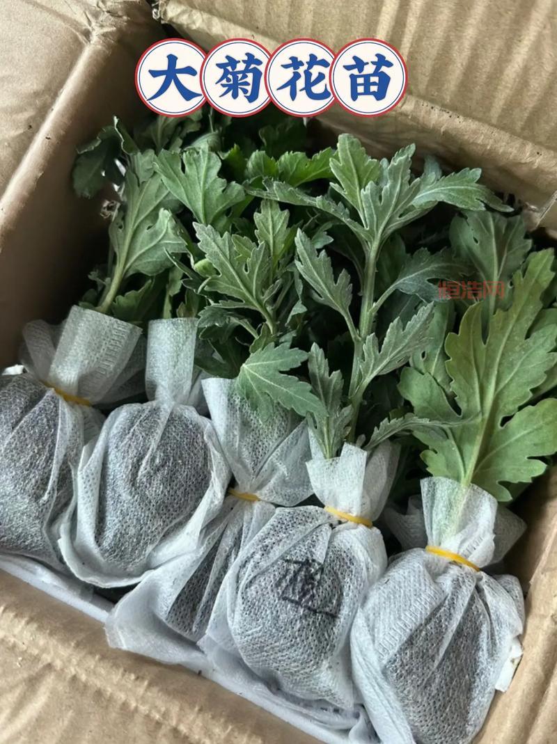 友好集团是科创板企业，它能带来什么惊喜？