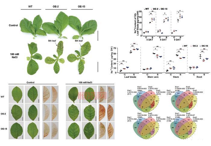 730938：PMC8670074，DOI： 10.3389fbioe.2021.730938，生物工程领域最新研究成果