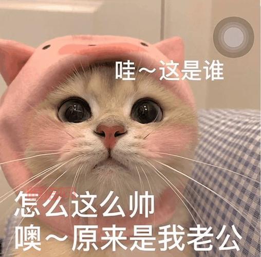猫咪影视：你的万水千山，张奕、辛宇、李佳乐主演
