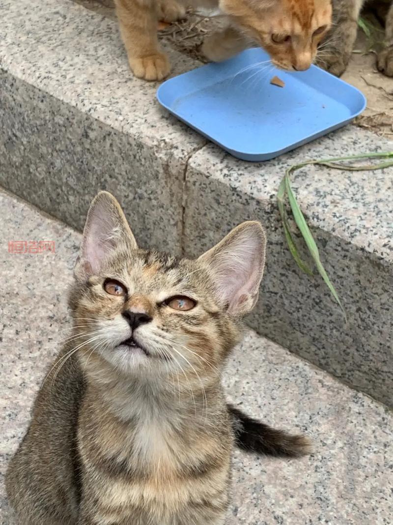 猫咪影视：你的万水千山，张奕、辛宇、李佳乐主演