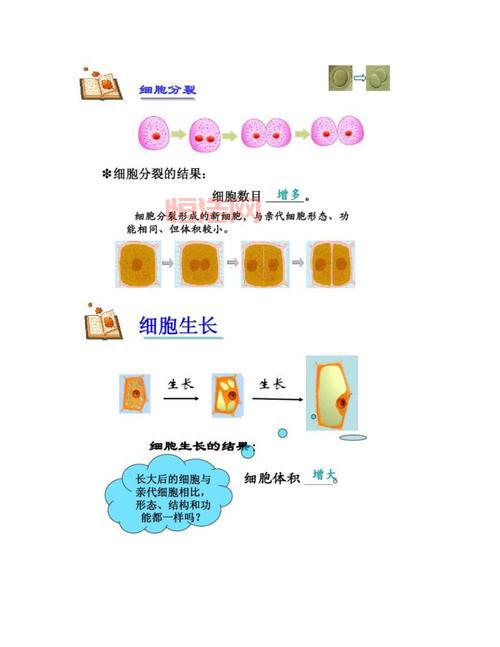 细胞分裂5全攻略：最详细的关卡与技巧指南