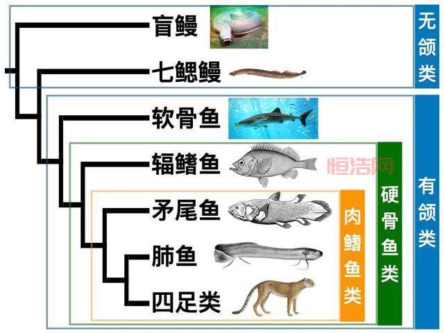 46亿年物语游戏解析：从鱼类到哺乳类的进化历程