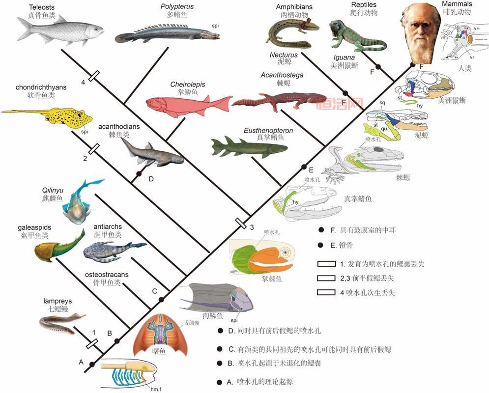 46亿年物语游戏解析：从鱼类到哺乳类的进化历程