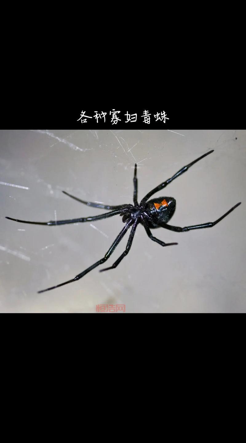 全球最毒蜘蛛排行榜：黑寡妇蜘蛛与其他致命掠食者