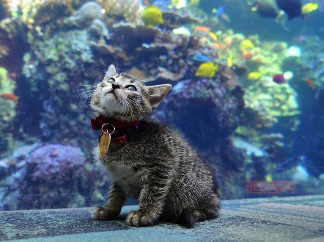 手机上能玩的水族馆游戏养鱼，随时随地云养鱼！