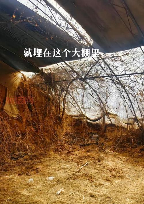 犯罪大师毁容抛尸案最新案件，五位嫌疑人身份曝光！