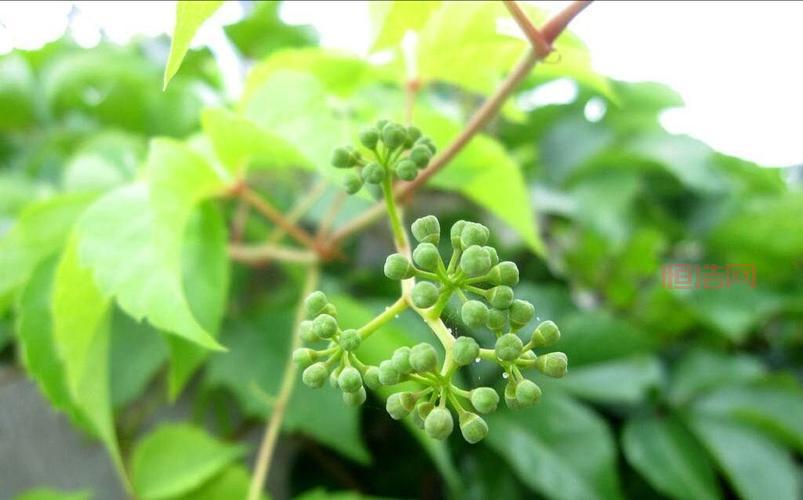 爬山虎的脚：探索植物攀爬奥秘的启示