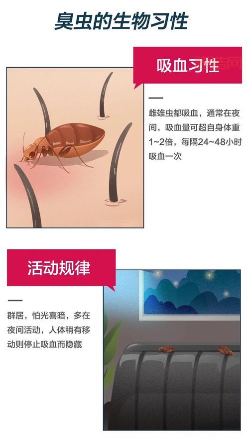 能虫特征揭秘：从外形到生态习性