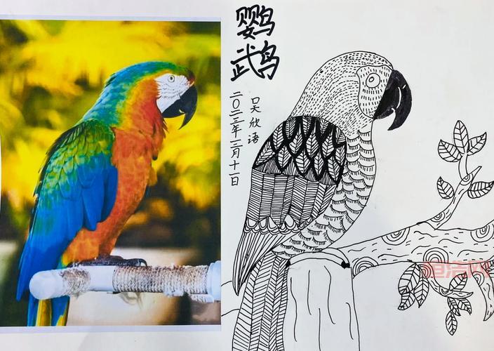 花羽鹦鹉：濒危巨鹦的习性、获取与市场价值