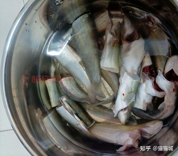 淡水生鱼喂猫有风险？专家解析猫咪饮食注意事项
