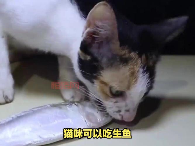 淡水生鱼喂猫有风险？专家解析猫咪饮食注意事项