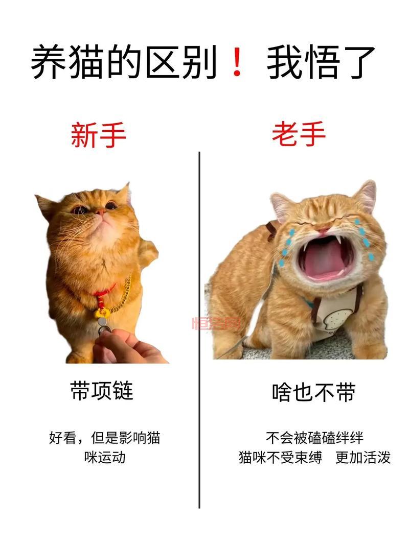 帝国时代2征服者秘籍怎么用？新手老手都需要的秘籍攻略！