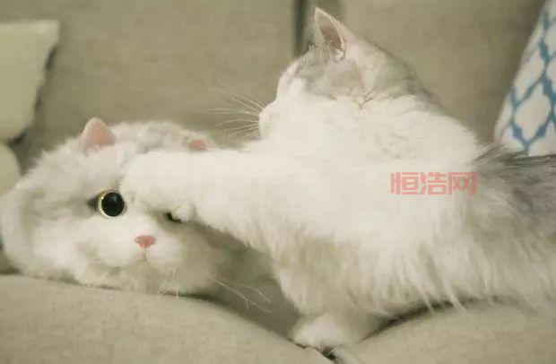 娘娘 奴才有了