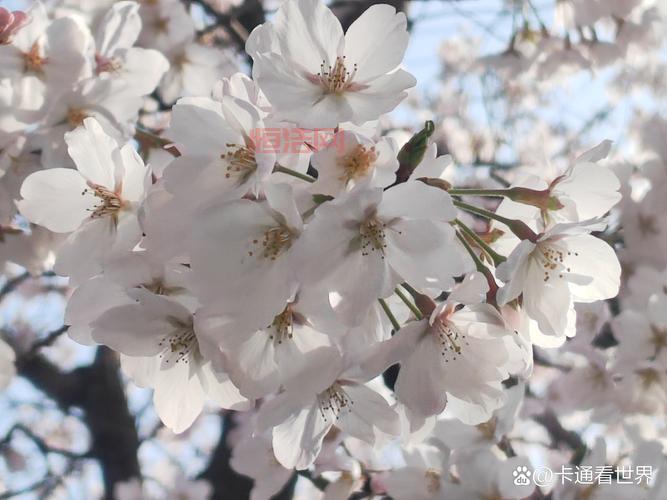 poorsakura4攻略
