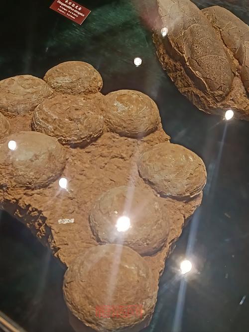 巨兽岛恐龙蛋有什么用？恐龙蛋用途及孵化攻略