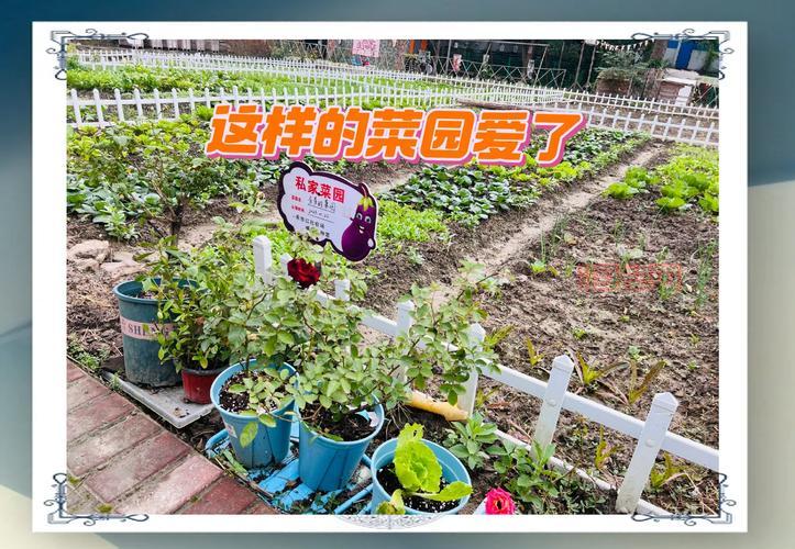 开心农场偷菜种菜为什么好玩？体验种地收菜的乐趣！