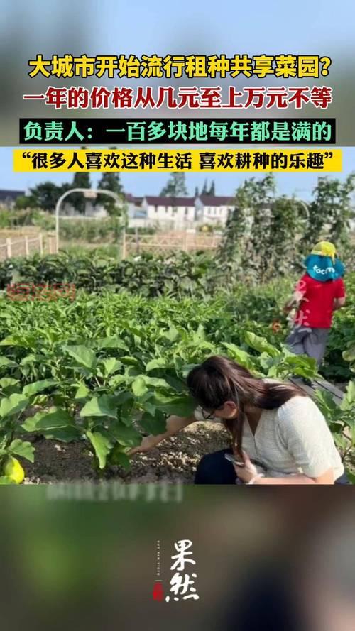 开心农场偷菜种菜为什么好玩？体验种地收菜的乐趣！