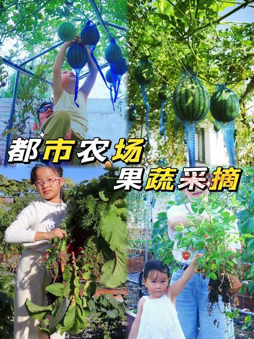 开心农场偷菜种菜为什么好玩？体验种地收菜的乐趣！