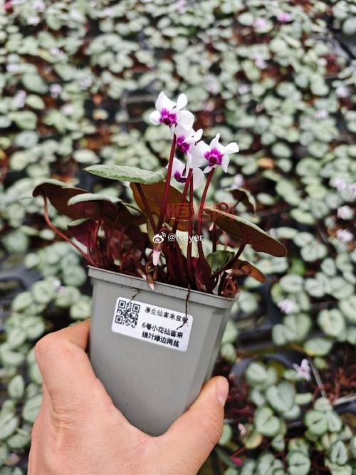 小花仙仙客来怎么获得？快速获取方法看这里！