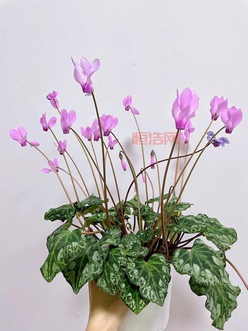 小花仙仙客来怎么获得？快速获取方法看这里！