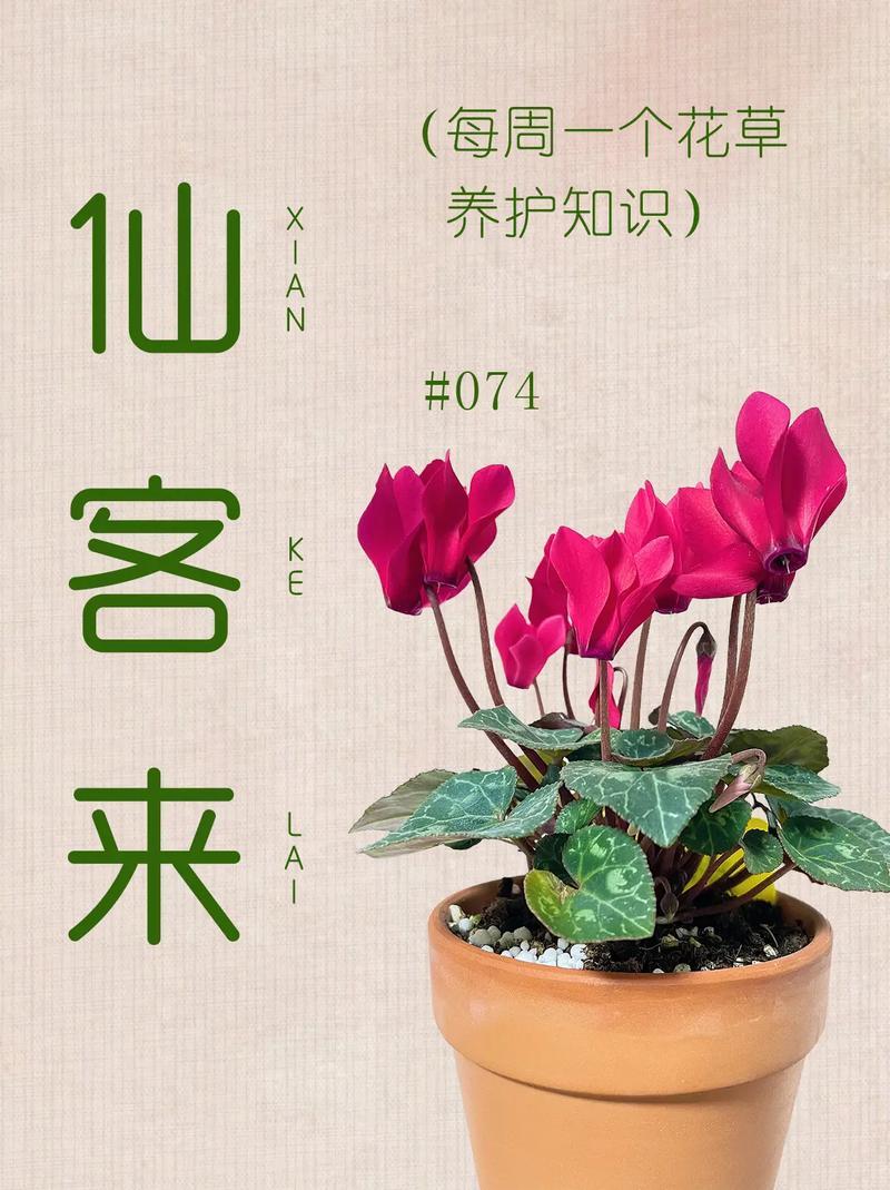 小花仙仙客来怎么获得？快速获取方法看这里！
