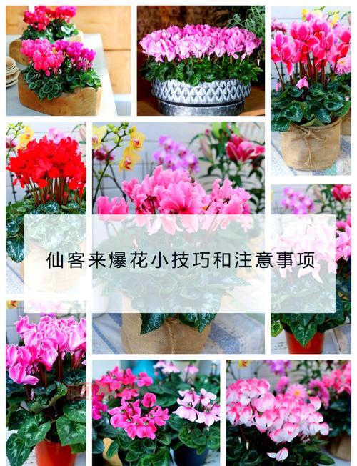 小花仙仙客来怎么获得？快速获取方法看这里！