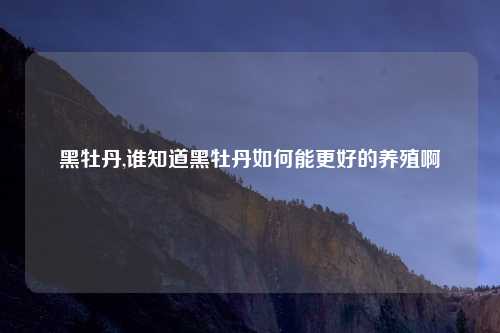 黑牡丹,谁知道黑牡丹如何能更好的养殖啊
